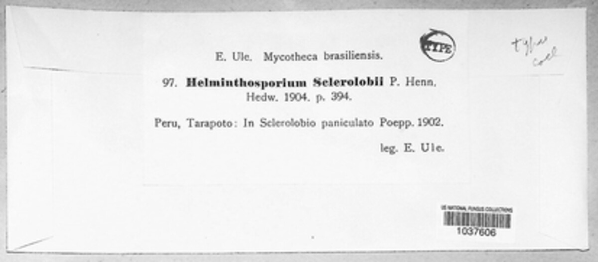 Helminthosporium sclerolobii image